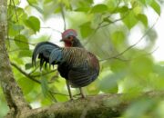 Ternak Ayam Hutan di Sukabumi