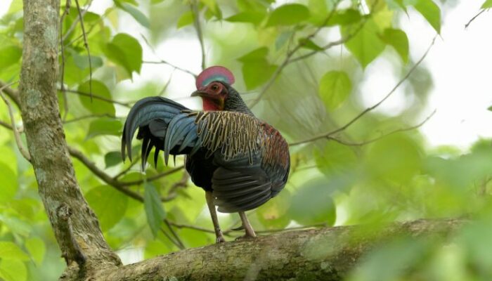 Ternak Ayam Hutan di Sukabumi