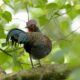 Ayam Hutan Hijau (Gallus varius) Asli Indonesia | Alamendah's Blog