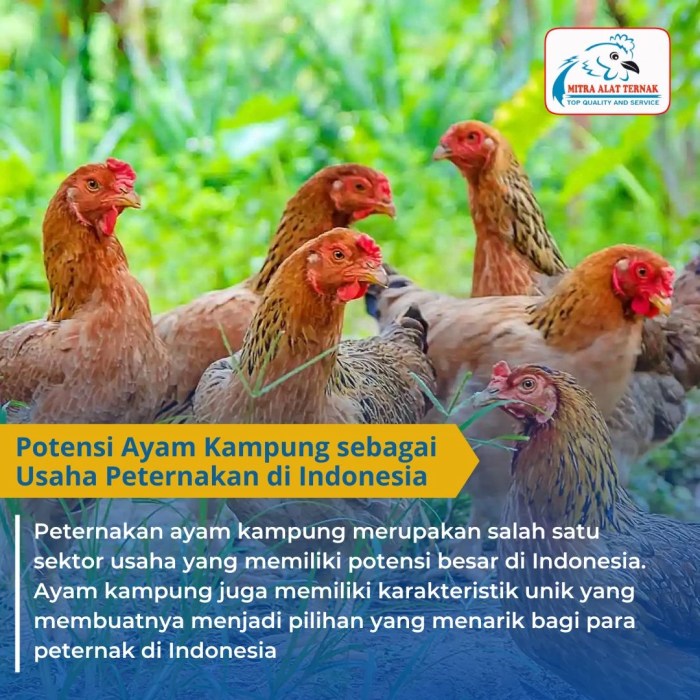 PERBEDAAN FASE STARTER, GROWER, DAN FINISHER DALAM TERNAK AYAM BROILER