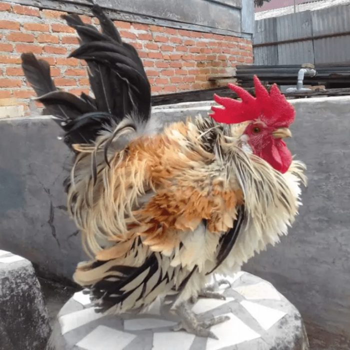 Asal usul ayam hutan Harga ayam hutan anakan dan dewasa
