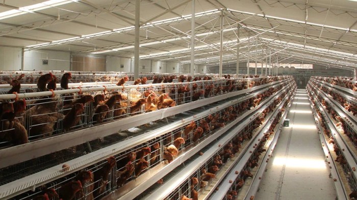 Tips Desain Kandang Ayam Broiler Close House yang Efektif! Tips Desain Kandang Ayam Broiler Close House yang Efektif!