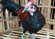 Budidaya Ayam Hutan Tanpa Ribet