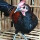 Budidaya ayam hutan tanpa ribet