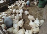 Ayam Broiler Tidak Mau Makan