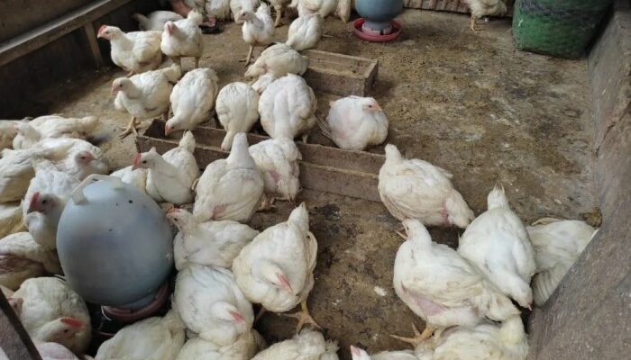Ayam Broiler Tidak Mau Makan