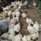 Kondisi ayam broiler usia 30 setelah penjarangan - YouTube