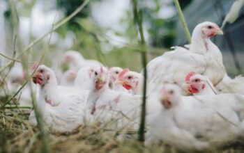3 CARA MEMBEDAKAN JENIS AYAM BROILER JANTAN PADA UMUR 20 HARI | AYAM ...