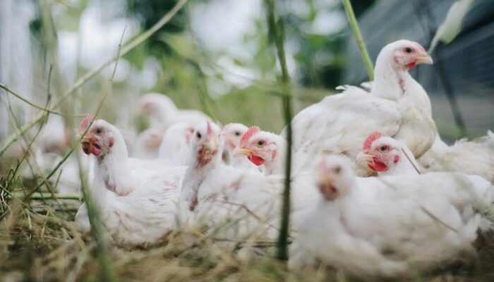 Aplikasi Manajemen Ternak Broiler