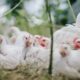 3 CARA MEMBEDAKAN JENIS AYAM BROILER JANTAN PADA UMUR 20 HARI | AYAM ...