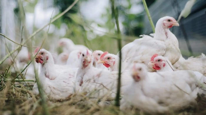 3 CARA MEMBEDAKAN JENIS AYAM BROILER JANTAN PADA UMUR 20 HARI | AYAM ...