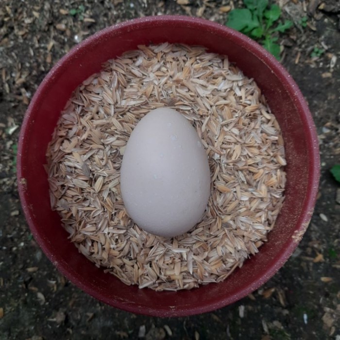 Jual TELUR FERTIL AYAM HIAS BRAHMA UNTUK DI TETASKAN | Shopee Indonesia Jual TELUR FERTIL AYAM HIAS BRAHMA UNTUK DI TETASKAN | Shopee Indonesia