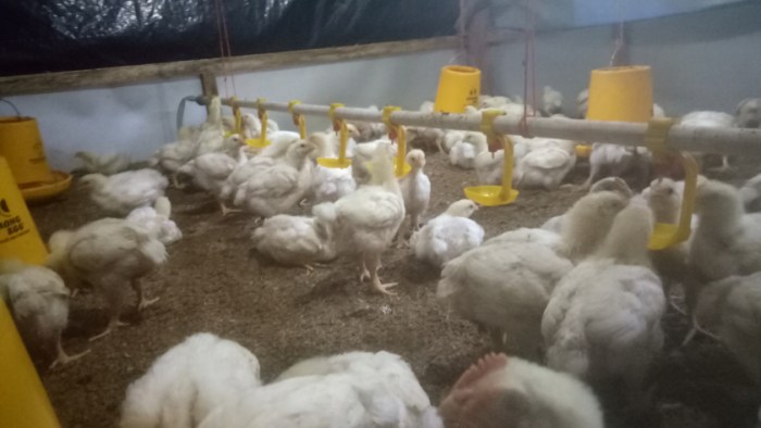 Ayam Broiler | Gagasan Cara memulai bisnis ayam broiler