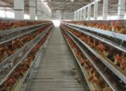 Suhu Kandang Ayam Broiler