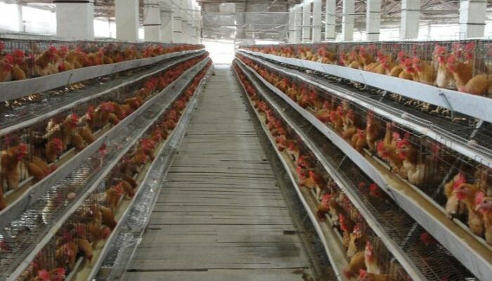 Suhu Kandang Ayam Broiler