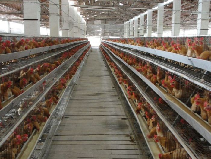 EMPAT PILAR PENTING MANAJEMEN BROILER MODERN | Majalah Infovet I ... EMPAT PILAR PENTING MANAJEMEN BROILER MODERN | Majalah Infovet I ...