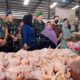 Harga jual ayam hidup per kg