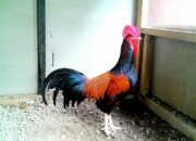Budidaya Ayam Hutan di Jawa Barat
