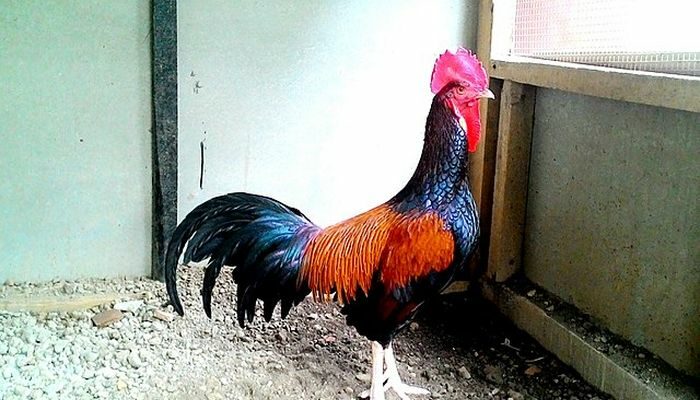 Budidaya Ayam Hutan di Jawa Barat