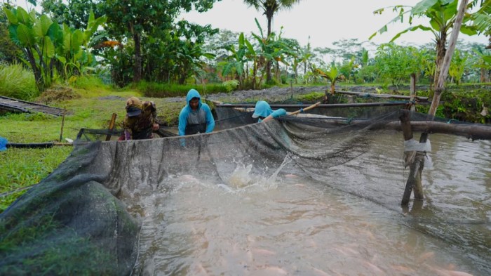 Cara Pemanenan Ikan Gurame yang Tepat agar Kualitas Terjaga Masa panen ikan gurame