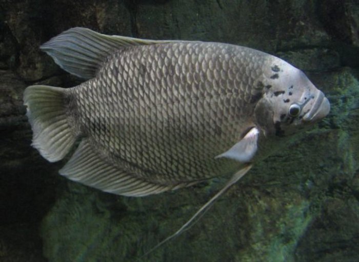 Masa Panen Ikan Gurame