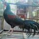 ayam hutan langka #ayamhutanhijau #ayamhutan #shots #shortsvideo # ...
