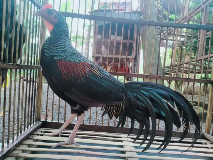 Peternak Ayam Hutan di Bogor
