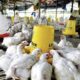 Tip Sukses Budidaya Ayam Pedaging: Panduan Lengkap untuk Peternak Indonesia