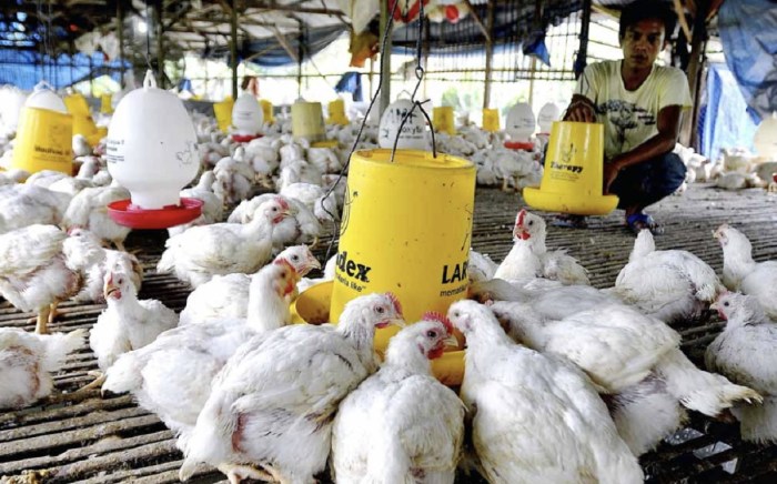 Tip Sukses Budidaya Ayam Pedaging: Panduan Lengkap untuk Peternak Indonesia