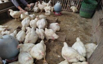 Jenis pakan broiler 2025