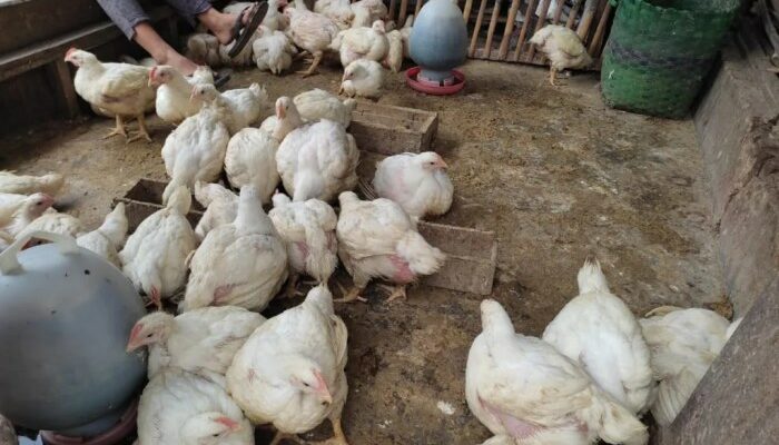 Jenis Pakan Broiler 2025