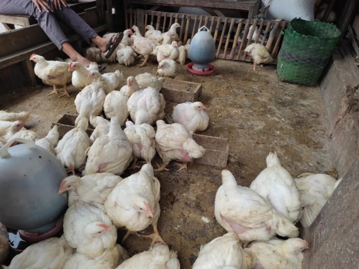 Jenis pakan broiler 2025