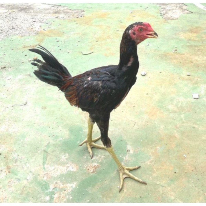 Harga jual ayam hidup per kg