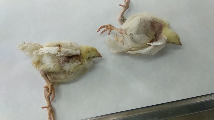 Penyakit pada broiler dan strategi pengendaliannya | PPT Pencegahan penyakit ND pada broiler