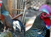 Kisaran Harga Ayam Hutan Silver