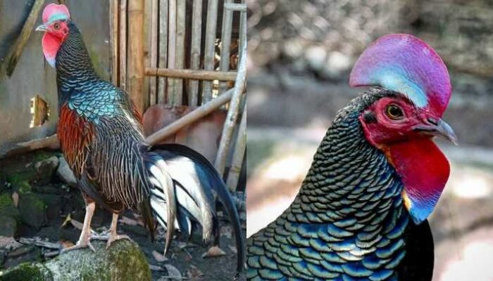 Kisaran Harga Ayam Hutan Silver