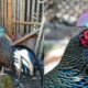 Kisaran harga ayam hutan silver