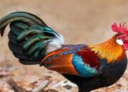 Penjual Ayam Hutan di Bandung