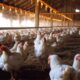 Kandang Ayam Broiler Close House