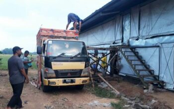 Biaya operasional ternak broiler