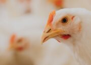 Manajemen Stres Ayam Pedaging