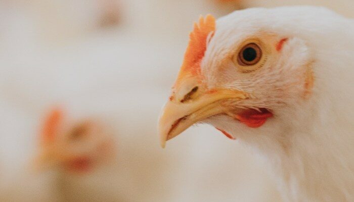 Manajemen Stres Ayam Pedaging