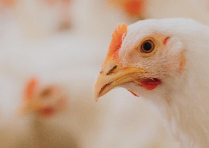 Pedoman Budidaya Beternak Ayam Broiler | Lazada Indonesia Budidaya ayam broiler 2025