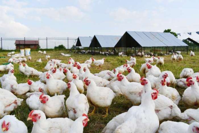 Analisa Usaha Ayam Broiler 2025