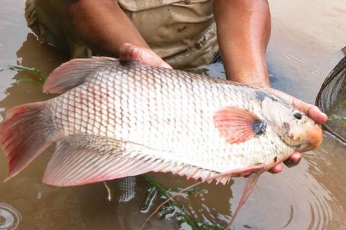 Pemijahan Ikan Gurame