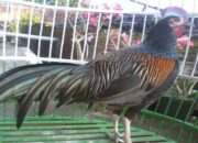 Budidaya Ayam Hutan Hijau (Gallus Varius)