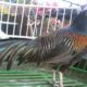 Budidaya ayam hutan hijau (Gallus varius)