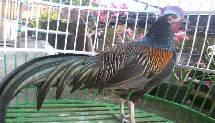 Peternak Ayam Hutan di Bogor