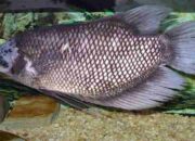 Keuntungan ternak ikan gurame