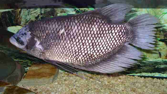 Keuntungan ternak ikan gurame